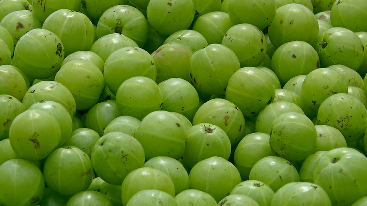 You are currently viewing Top 24 Benefits of Amla: Preity Prerna