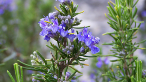 Read more about the article Rosemary Essential Oil for Skin, Hair, and Health: The Complete Guide By Preity Prerna